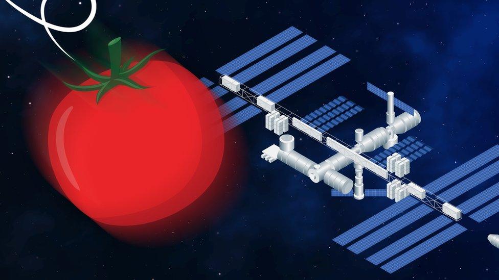 Tomato and ISS