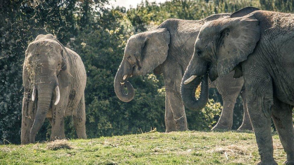 The elephants at Howletts