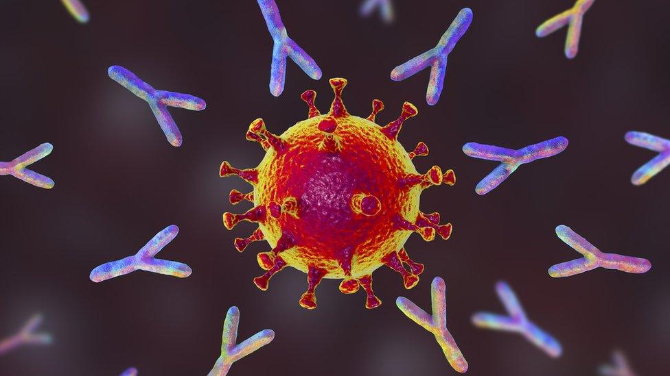 Antibodies surround Covid-19 virus