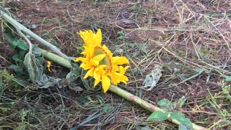 A damaged sunflower at Rhossili Bay