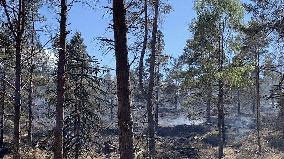 The smouldering woodland in North Northumberland