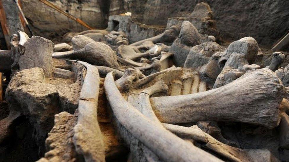 The bones of a mammoth from the excavation site at Tultepec, Mexico 2015