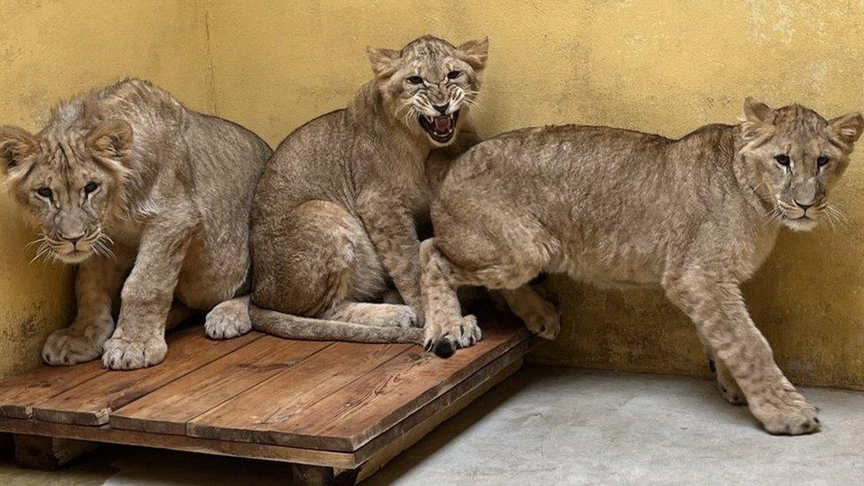 Lions rescued from Ukraine