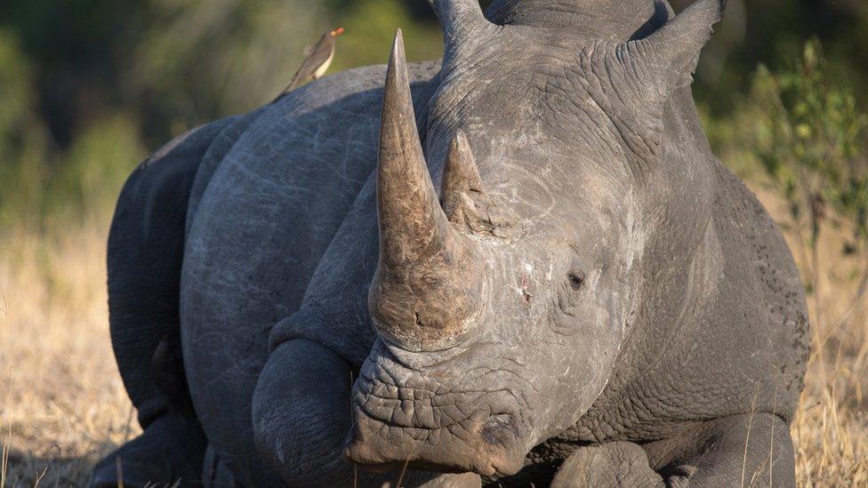 Rhino in South Africa