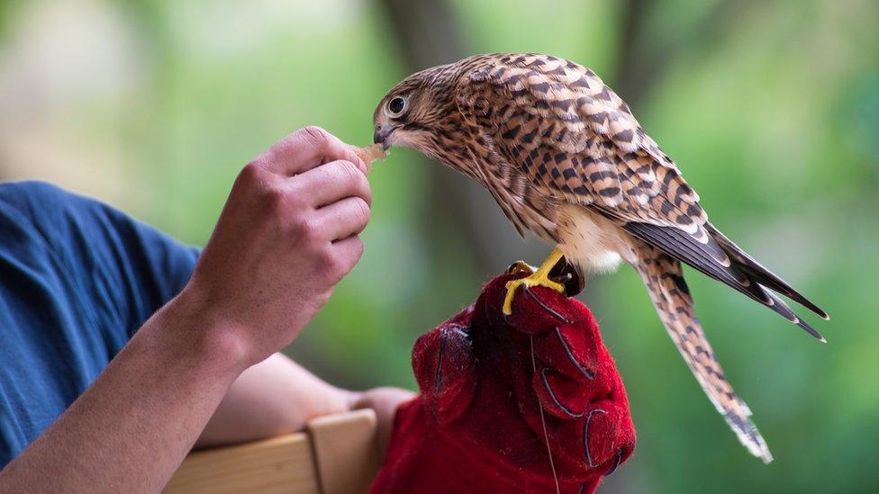 falcon-eating-from-trainers-hand