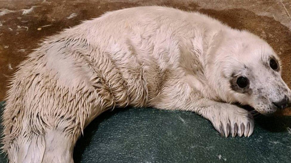 Seal pup