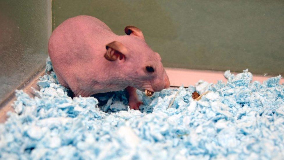 Hairless hamster in a cage