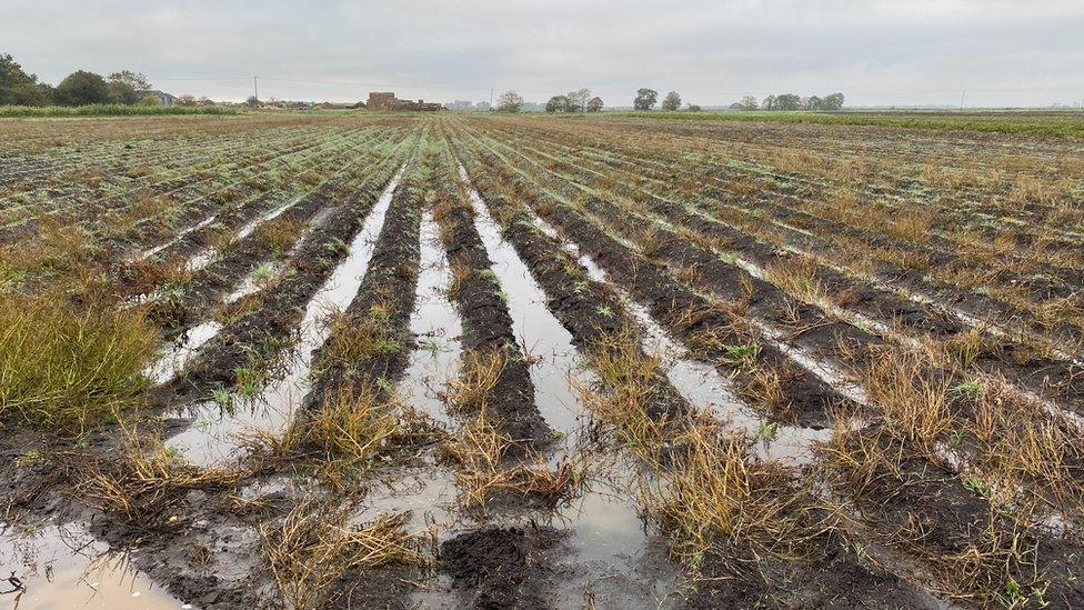 wet farmland