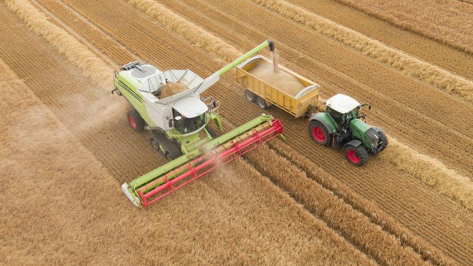 Combine harvesting crop