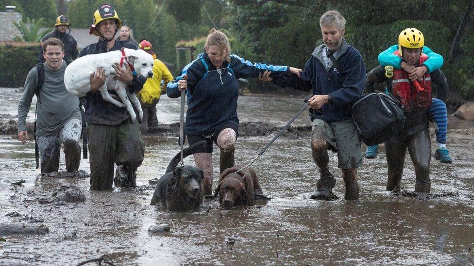 Firemen carry dogs