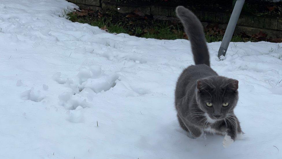 Cat in snow