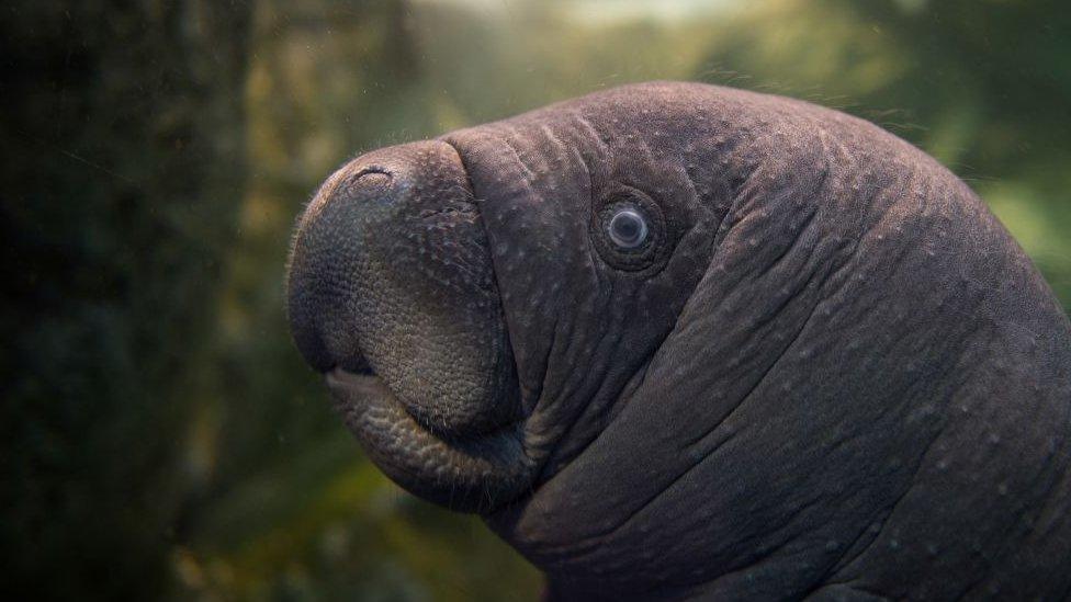 A baby manatee at a zoo in France