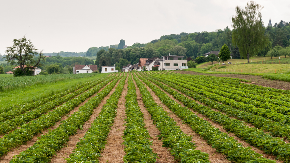 Strawberry field, Germany