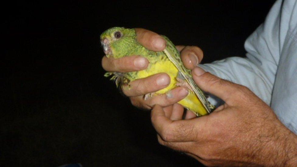 Night parrot