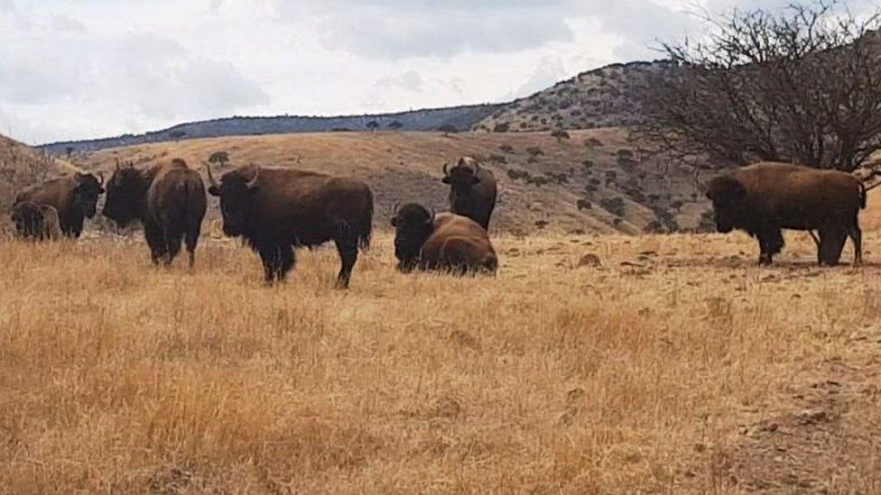 Bison graze on one of the ranches belonging to Mr Duarte