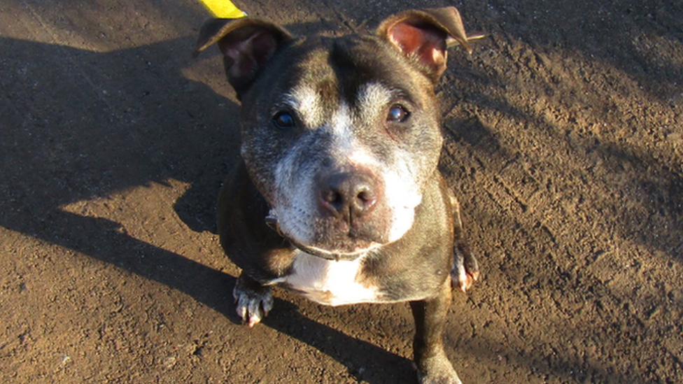 Jodie the Staffie