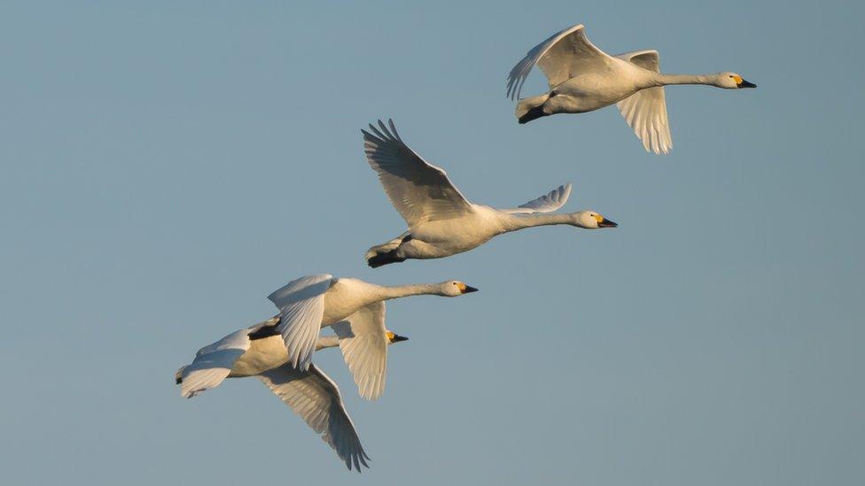 Bewick's swans