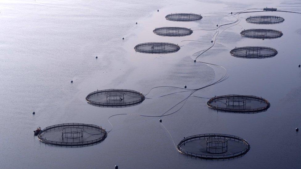 fish farm - loch fyne