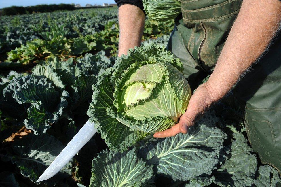 Farmer holds cabbage in field