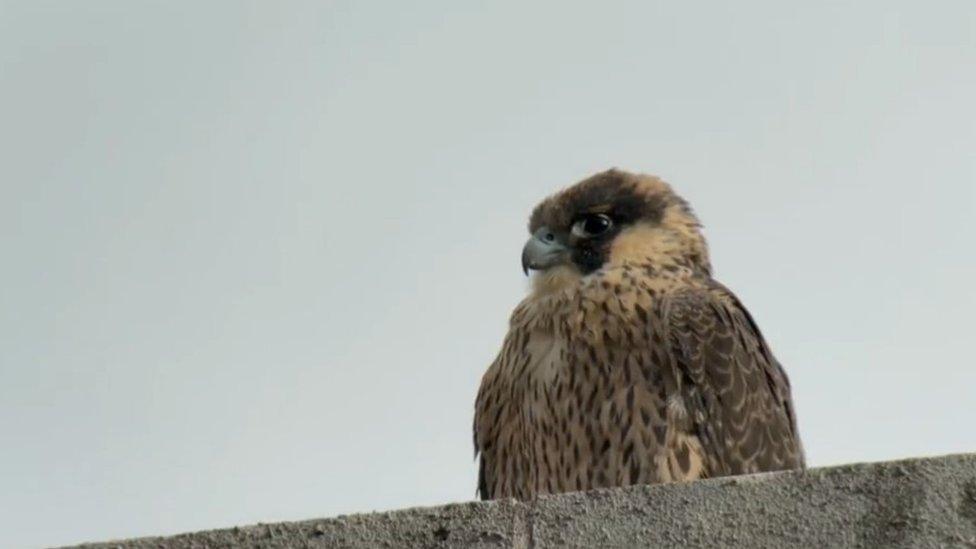 Peregrine on the Parkinson's Building