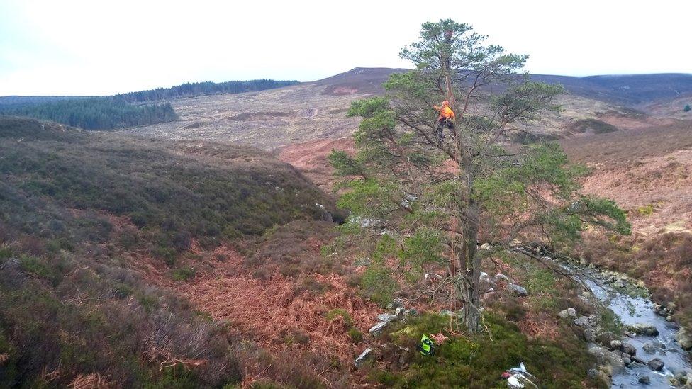 Collecting tree shots to graft