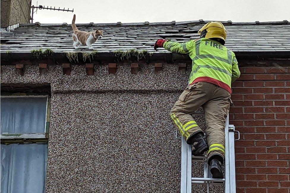 A firefighter atop a ladder reaches for the cat