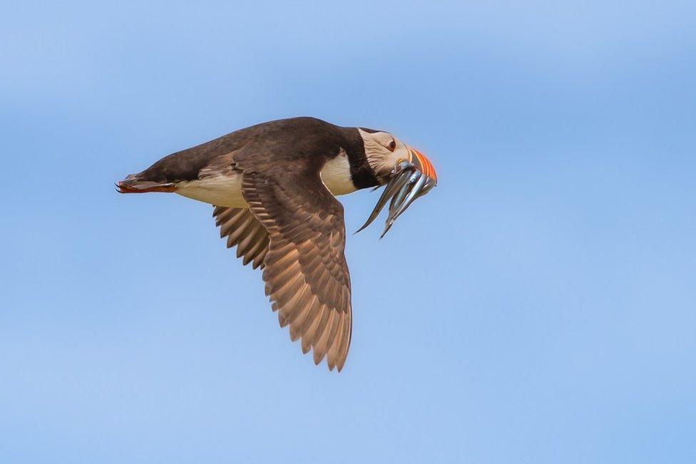 Puffin