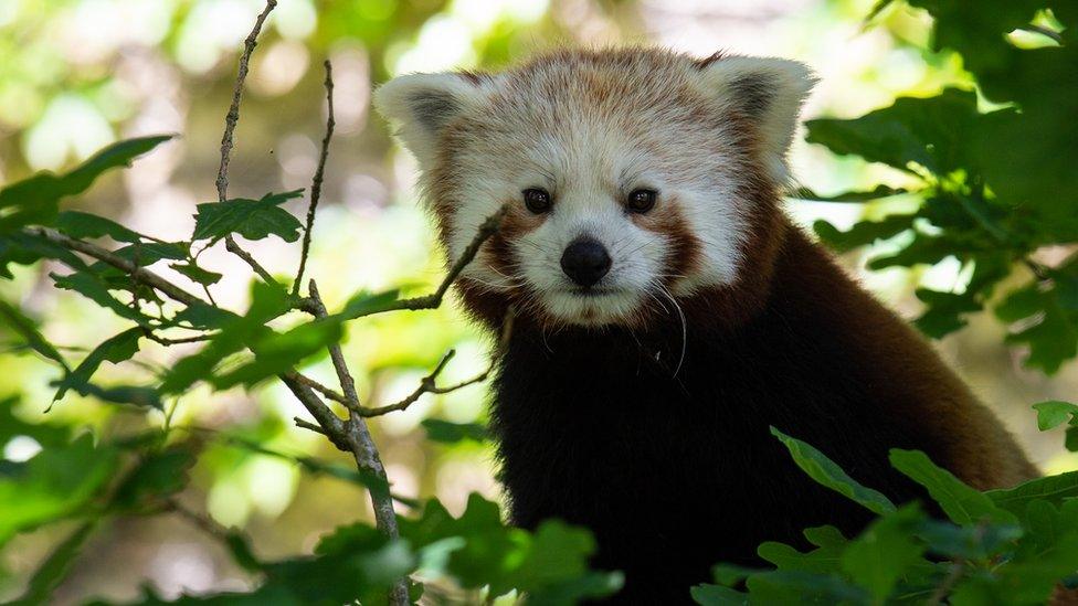 A red panda at the zoo