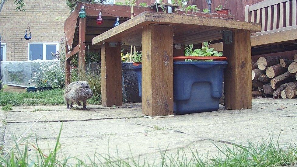 Hedgehog carrying a baby hoglet in its mouth