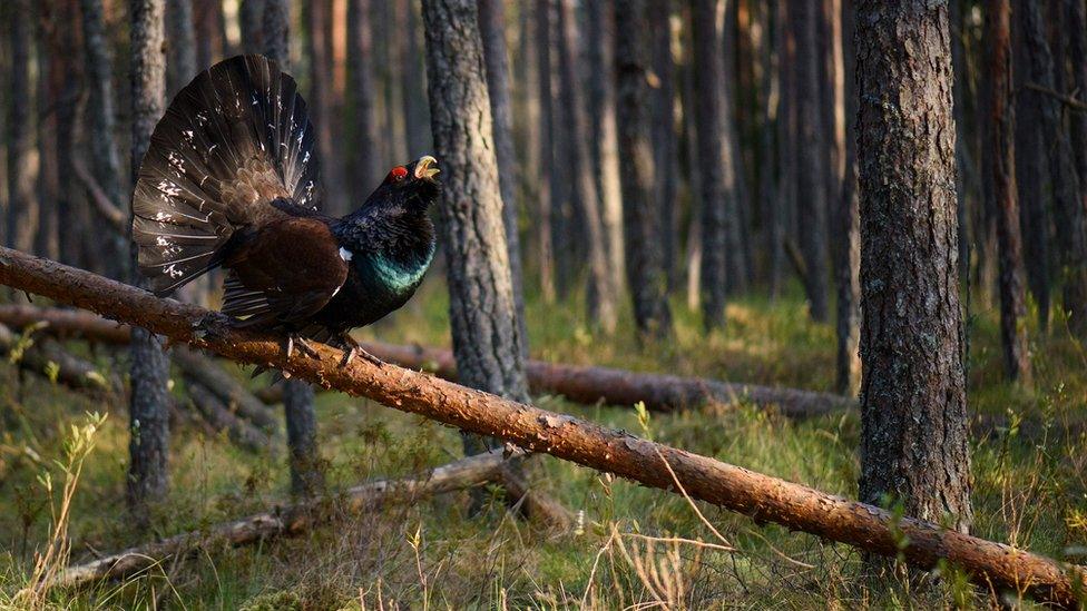 male capercaillies in woodland