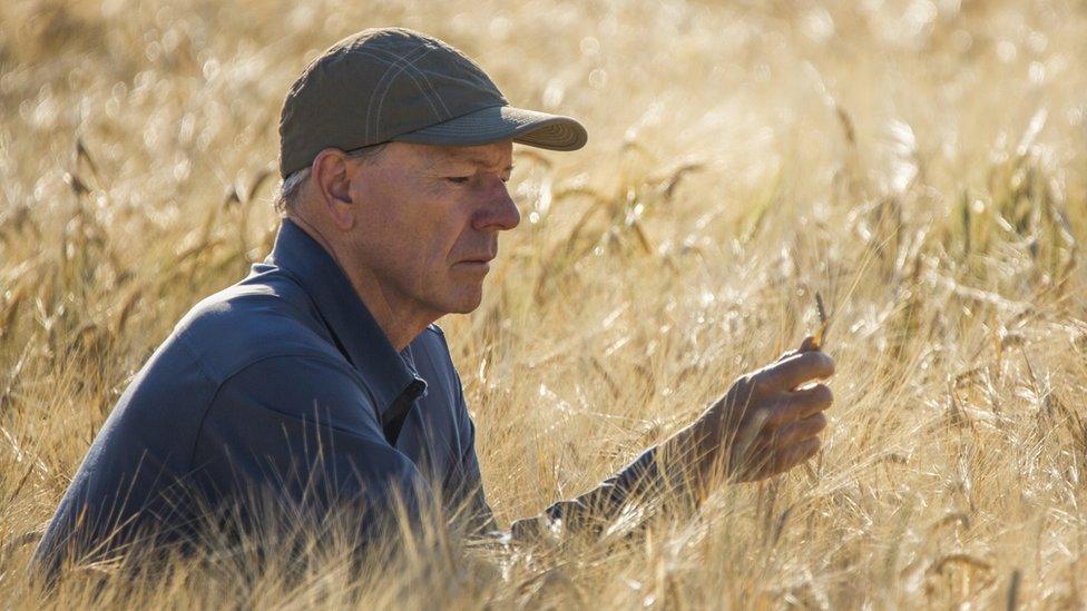 Farmer in wheat field