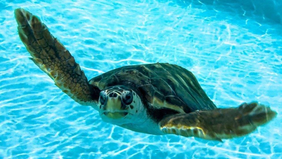 Turtle swims in a holding tank at a facility in the Azores