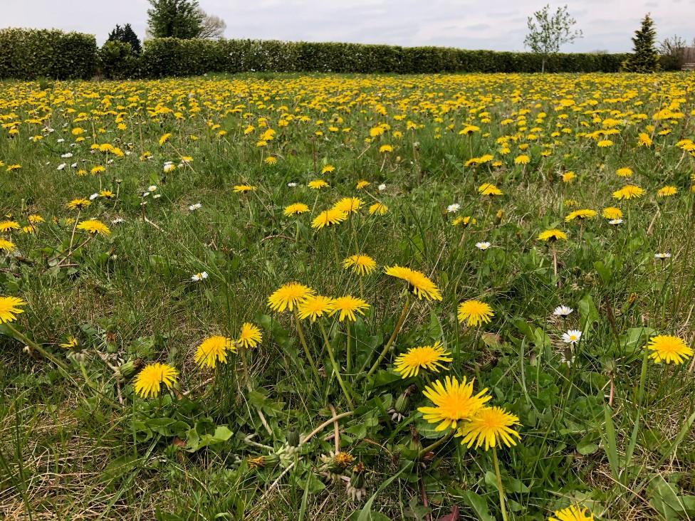 A lawn filled with dandelions