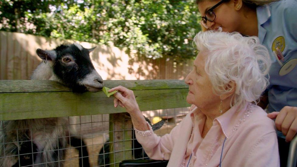 Resident feeding a goat