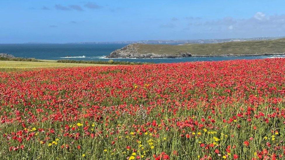 The poppy field at West Pentire