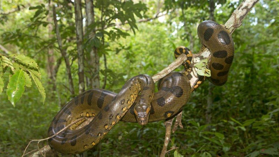 New anaconda in Amazon Jungle could be 'biggest' snake species alive ...