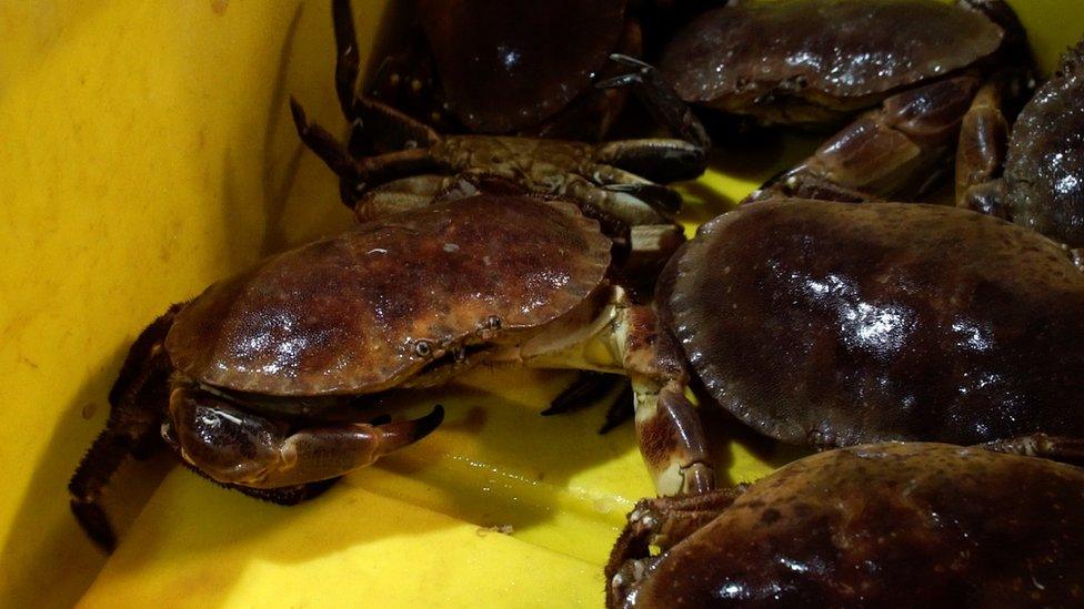 Image shows crabs at a fish market