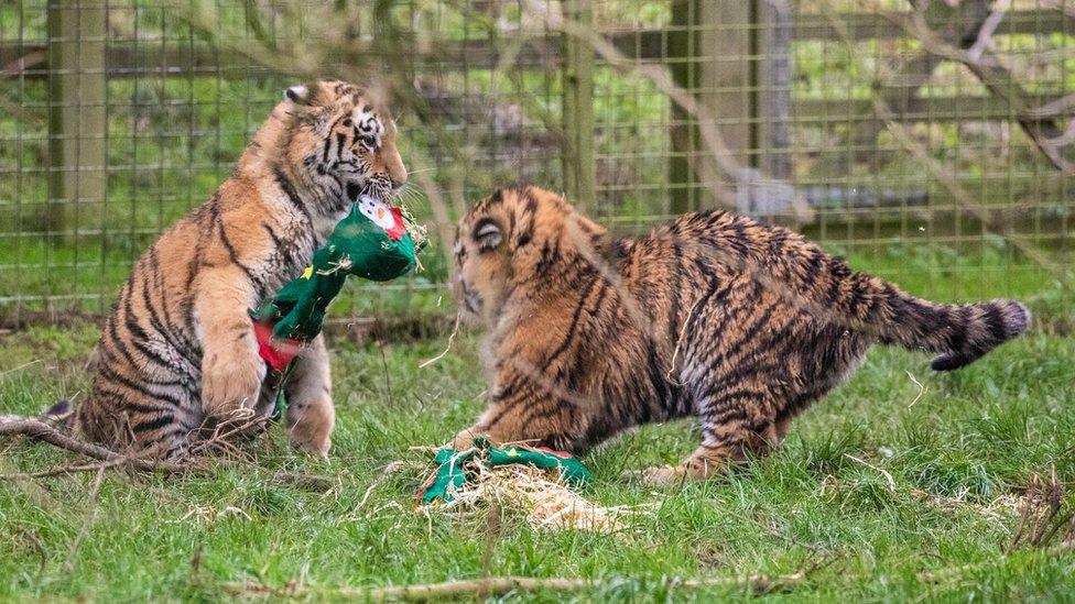 2 tiger cubs play-fight with a Christmas stocking