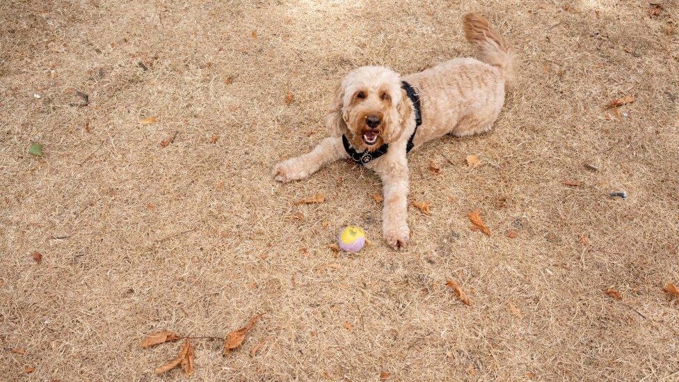 A pet dog waits for its ball to be thrown on dried grass in Greenwich Park in London during the summer 2022 heatwave