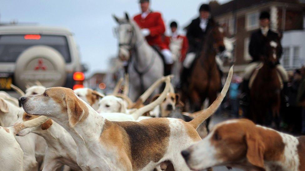 Fox hunting stock pic