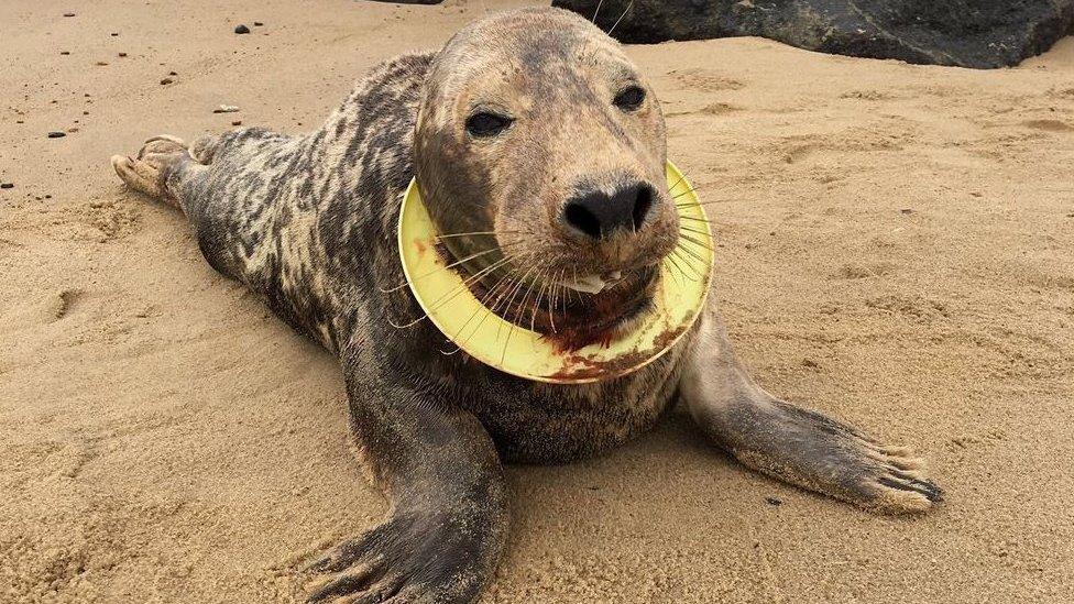 Seal with plastic ring toy around neck