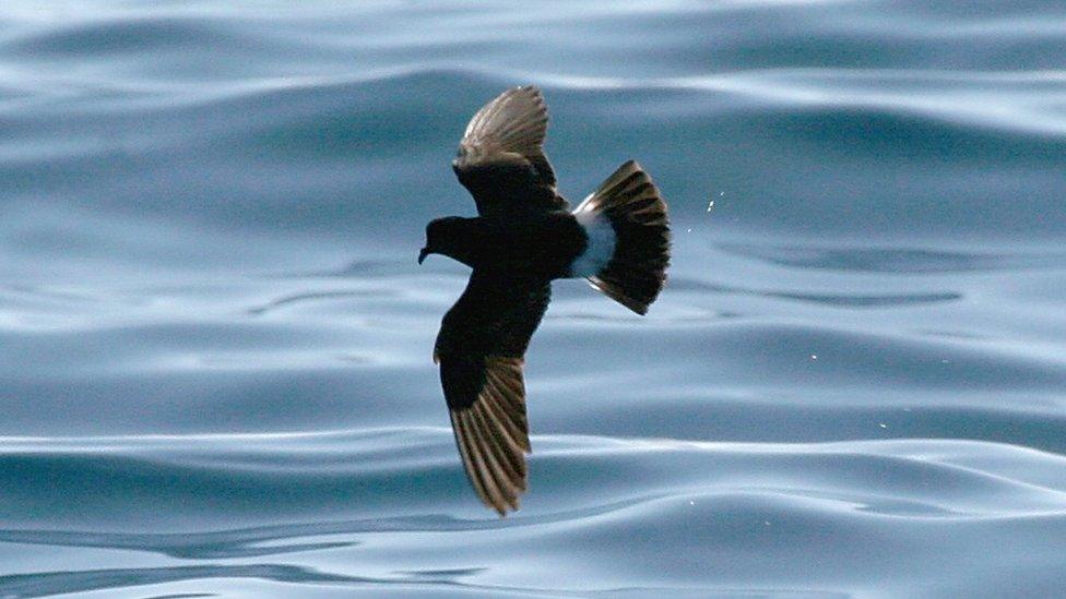 Storm petrel