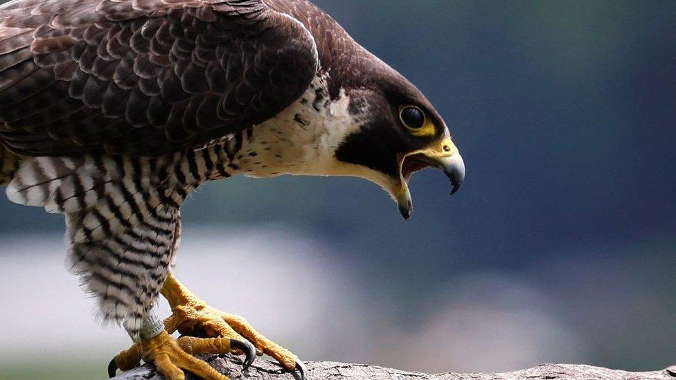 A peregrine falcon