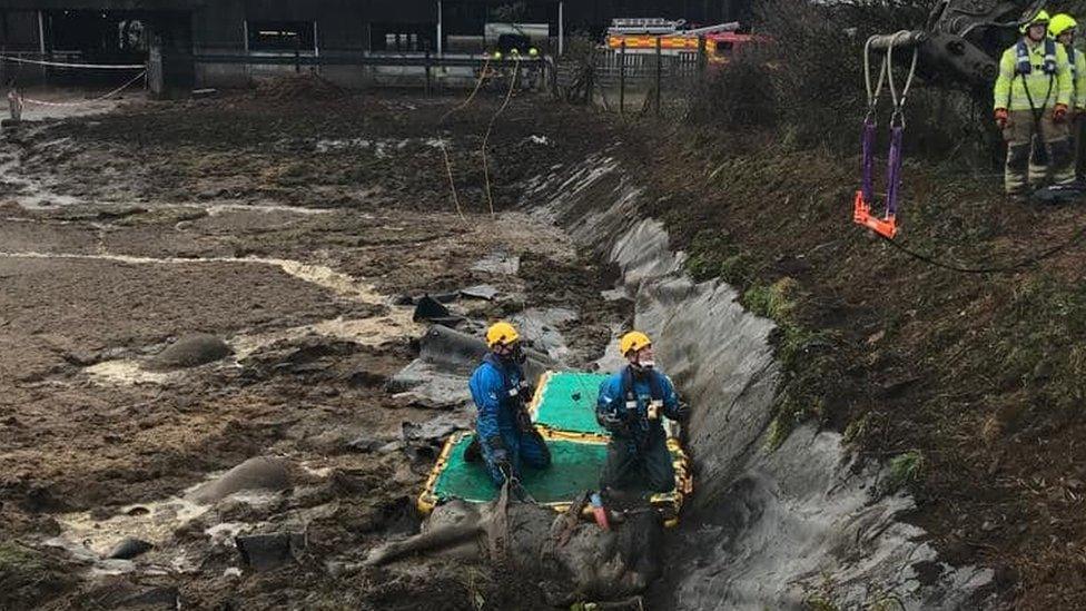 Cow being rescued from slurry pit in Burlawn, Cornwall