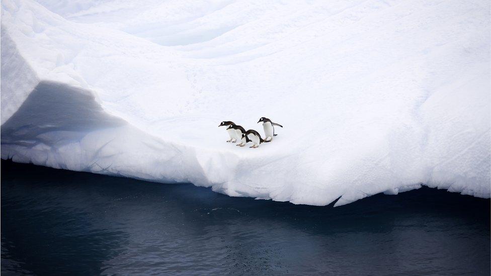 Gentoo penguin