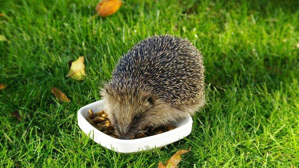 A hedgehog eating food left out in a garden