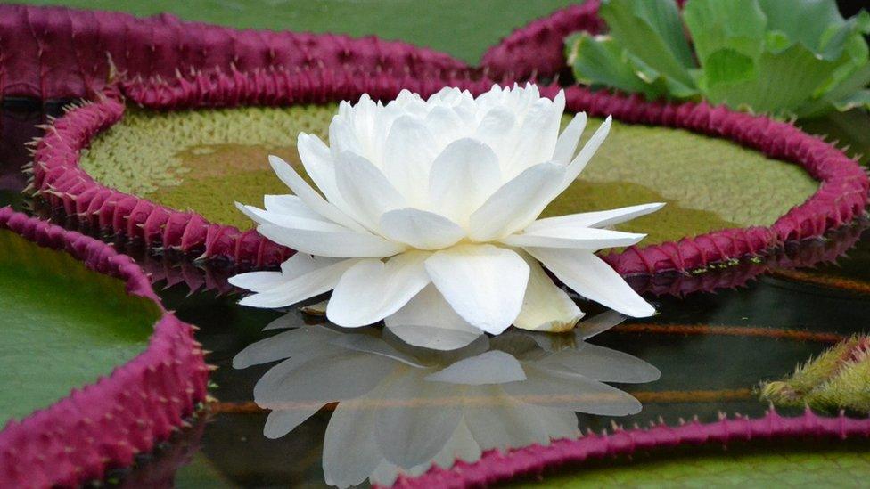 The giant waterlily