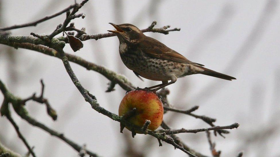 Dusky thrush