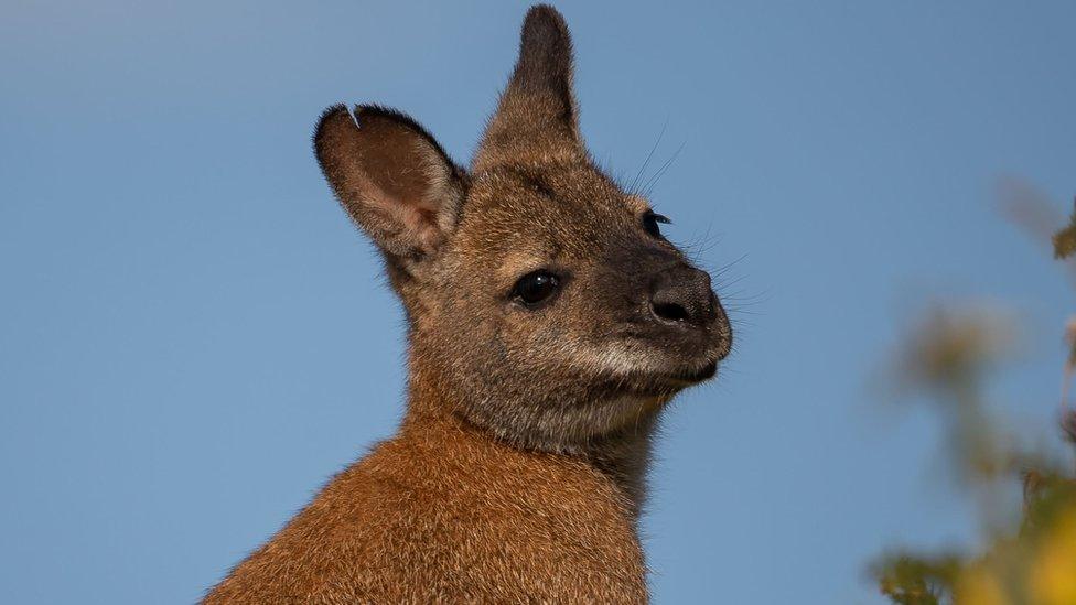 Wallaby lambay