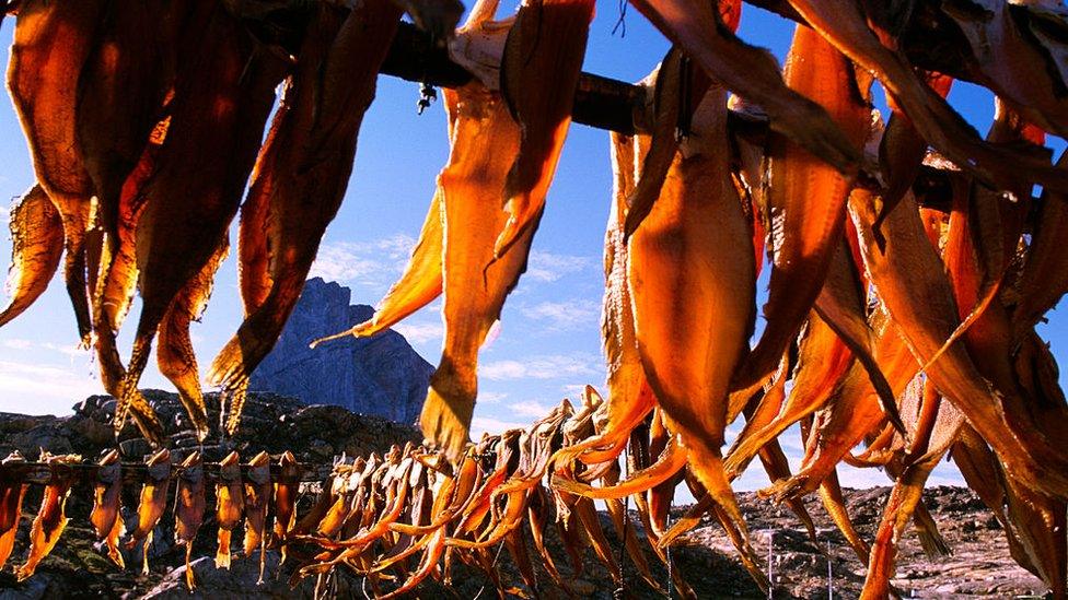 Greenland halibut drying on racks in western Greenland.